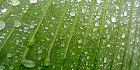 Morning Dew on Bright Green Banana Leaves