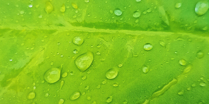 Water Drops on the Surface of a Lush Green Leaf - Powered by Adobe