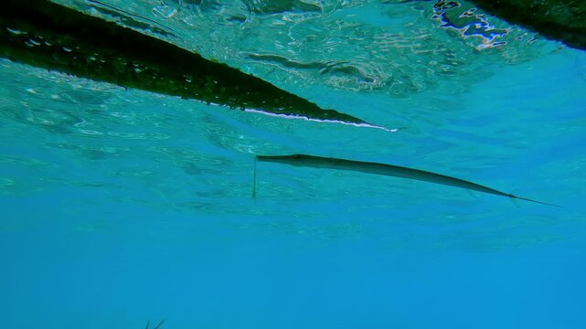 Bluespotted Cornetfish or Smooth Flutemouth, Fistularia commersonii with fractured mouth swims in turquoise water below the surface hiding under a boat.
