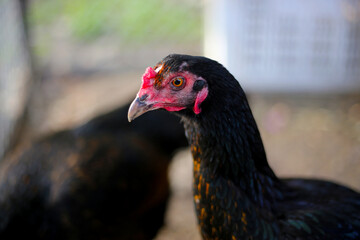 Chickens on the farm, close-up