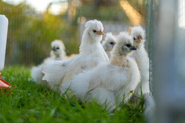 Domestic chicken in small backyard chicken coop. Silkie chicks sustainably raised in free range conditions