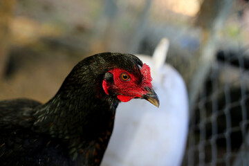 Chickens on the farm, close-up