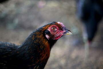 Chickens on the farm, close-up