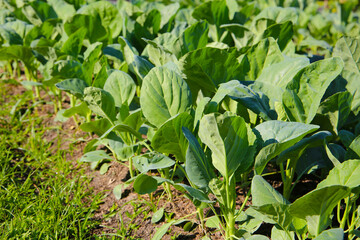 Green Chinese Kale growing in a garden