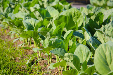 Green Chinese Kale growing in a garden