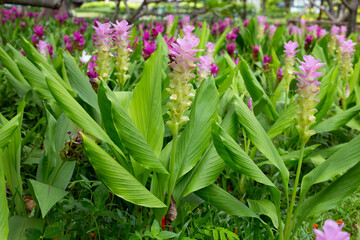 Obraz premium A vibrant field of pink Siam Tulips nestled among lush green foliage.