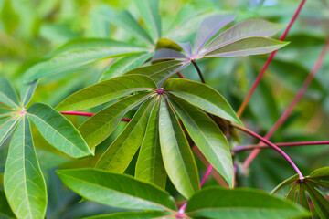 Green leaves of a cassava plant grow in the field.