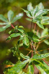 Cassava leaves infected with Cassava Mosaic Disease.