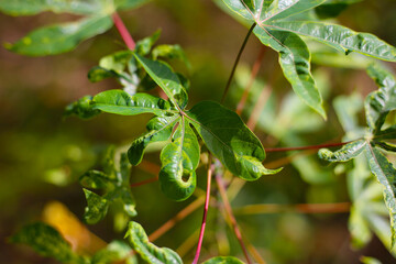 Cassava leaves infected with Cassava Mosaic Disease.