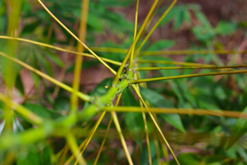 Green stem and red stalks of a cassava plant.
