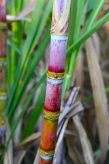 Fototapeta premium Sugarcane stalks growing in the field.
