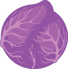 Head of red cabbage isolated on white background	