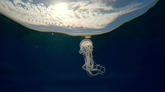 Mauve Stinger Jellyfish swims below the surface in front of a bright sun and cloudy sky. Mauve Stinger, Night-lightx Jellyfish, Phosphorescent Jellyfish or Purple People Eater, Pelagia noctiluca