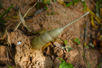 Cassava root emerging from the soil.
