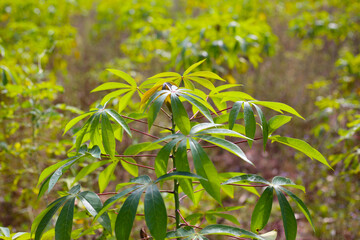 Naklejka premium Green leaves of a cassava plant grow in the field.