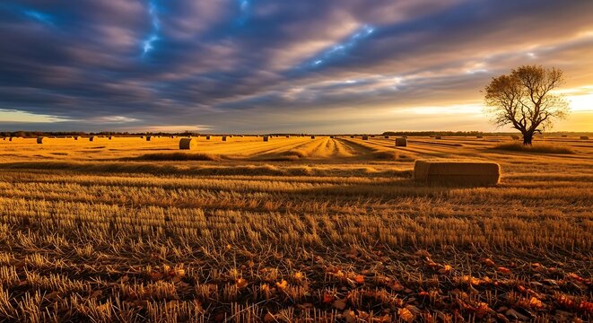 Golden field with hay bales and a lone tree under a dramatic sky at sunset time