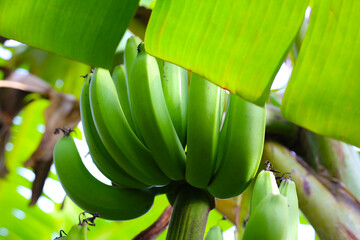 A bunch of unripe green bananas hanging from a banana plant.