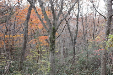 晩秋、紅葉した木々が揺れる雑木林