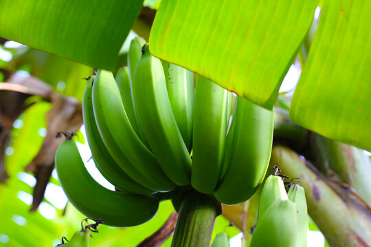 A bunch of unripe green bananas hanging from a banana plant. - Powered by Adobe