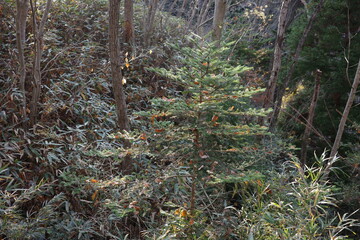 Fototapeta premium 晩秋、紅葉した木々が揺れる雑木林