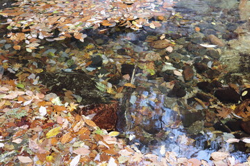秋から冬へ、落ち葉の季節になった沢