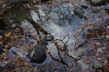 秋から冬へ、落ち葉の季節になった沢