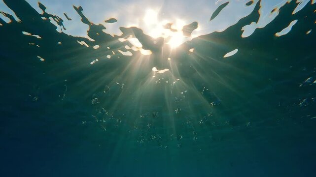 Silhouettes of Indo-Pacific sergeants, Abudefduf vaigiensis feeding under the water surface in the last rays of the setting sun in the backlit. School of fish swims under the sunrays at sunset