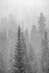 Snow Falling, Tall Trees 8288