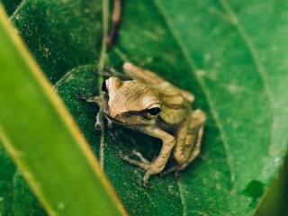a cream colored frog perched on a leaf