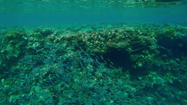 Shoal of small fish Red Sea Hardyhead Silverside, Atherinomorus forskalii swim along reef crest, hunted by Smooth Flutemouth fish, Fistularia commersonii