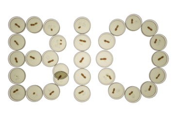 Petri dishes spelling 'BIO' with diverse brown biological samples, depicting microbiology, biotechnology, and scientific research on a solid transparent background. background removed