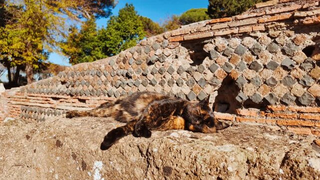 A cat takes a nap at the ruins of Ostia Antica, the old port of Rome, Lazio, Italy, dating back to the 7th century BC