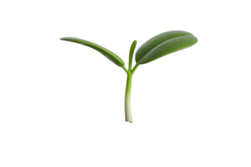 A single, vibrant green seedling with two healthy leaves and a light stem, representing new beginnings and growth. background removed