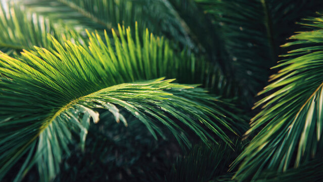 Vibrant green palm fronds are highlighted by soft sunlight in this close-up, revealing their intricate textures. A lush, natural, tropical scene.