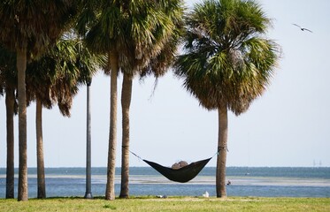 A distance view of a person relaxing in hammock between palm trees by calm coastal waters, with bird soaring overhead near St Petersburg, Florida, U.S