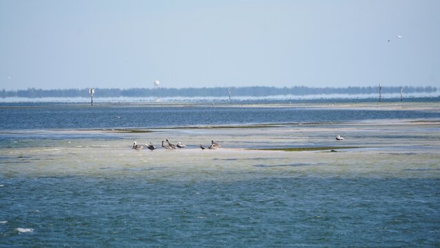 The distance view of pelicans and seagulls gather on tidal flats in shallow coastal waters, highlighting rich intertidal habitat and bird activity near St Petersburg, Florida, U.S
