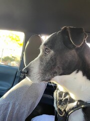 Senior Dog Profile: Side view portrait of a beautiful black and white dog with a gray muzzle showing signs of aging.