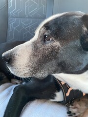 Senior Dog Profile: Side view portrait of a beautiful black and white dog with a gray muzzle showing signs of aging.
