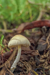 A small agrocybe mushroom growing among the  humid leaves on the ground, in a forest in the eastern Andean mountains of central Colombia, near the Iguaque natural reserve.