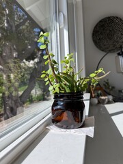 Plant Propagation: Green plant cuttings growing roots in a clear glass jar sitting on a sunny windowsill.