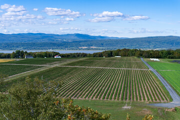 Rows of green plants in a field