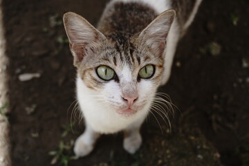 A cute cat is showing off a very unique pose