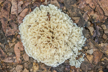 Cauliflower mushroom growing on the fallen leaves covered ground at the edge of a rural road, in the eastern Andean mountains of central Colombia, near the Iguaque natural reserve.