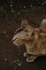 A cute cat is showing off a very unique pose