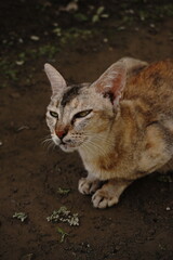 A cute cat is showing off a very unique pose