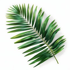 Green Palm Frond on Image White Background leaf green leaf
