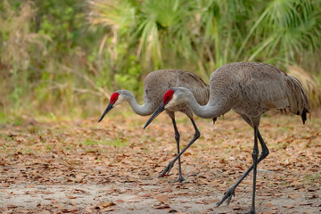 Sandhill Cranes Mate for Life