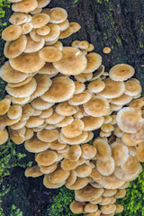 Clustered bonnet mushrooms growing on a tree bark covered with moss, in a forest in the eastern Andean mountains of central Colombia, near the Iguaque natural reserve.