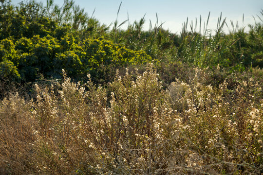 Wildflower flully white seed heads in Larnaca Cyprus during November