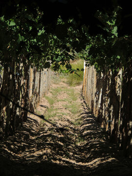 parra vid parral vi&ntilde;a